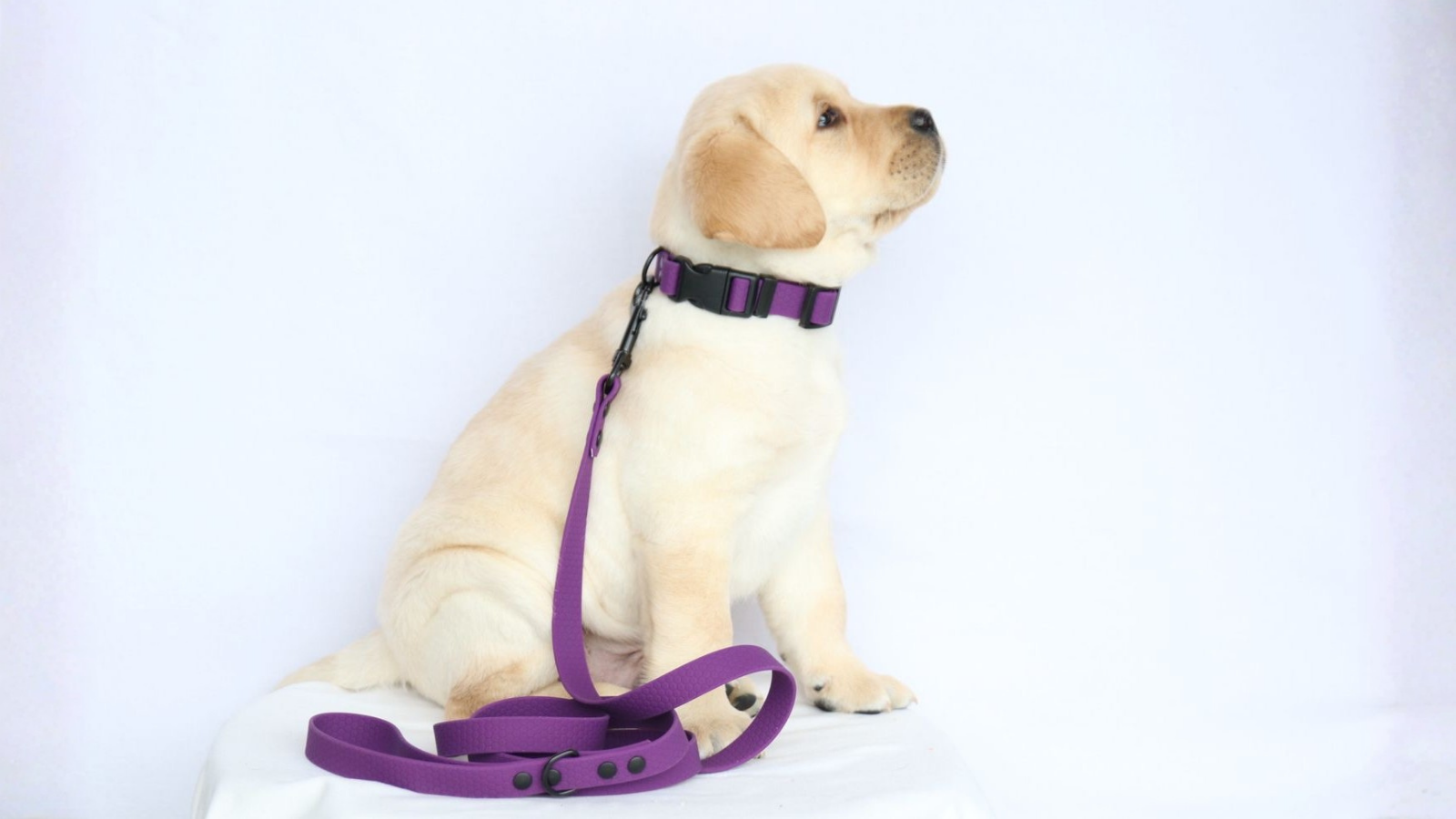 fialový set obojku a vodítka